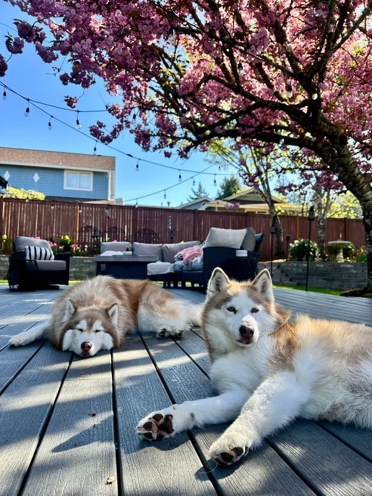 Roxy and Parker, Buddy and Eve's dogs